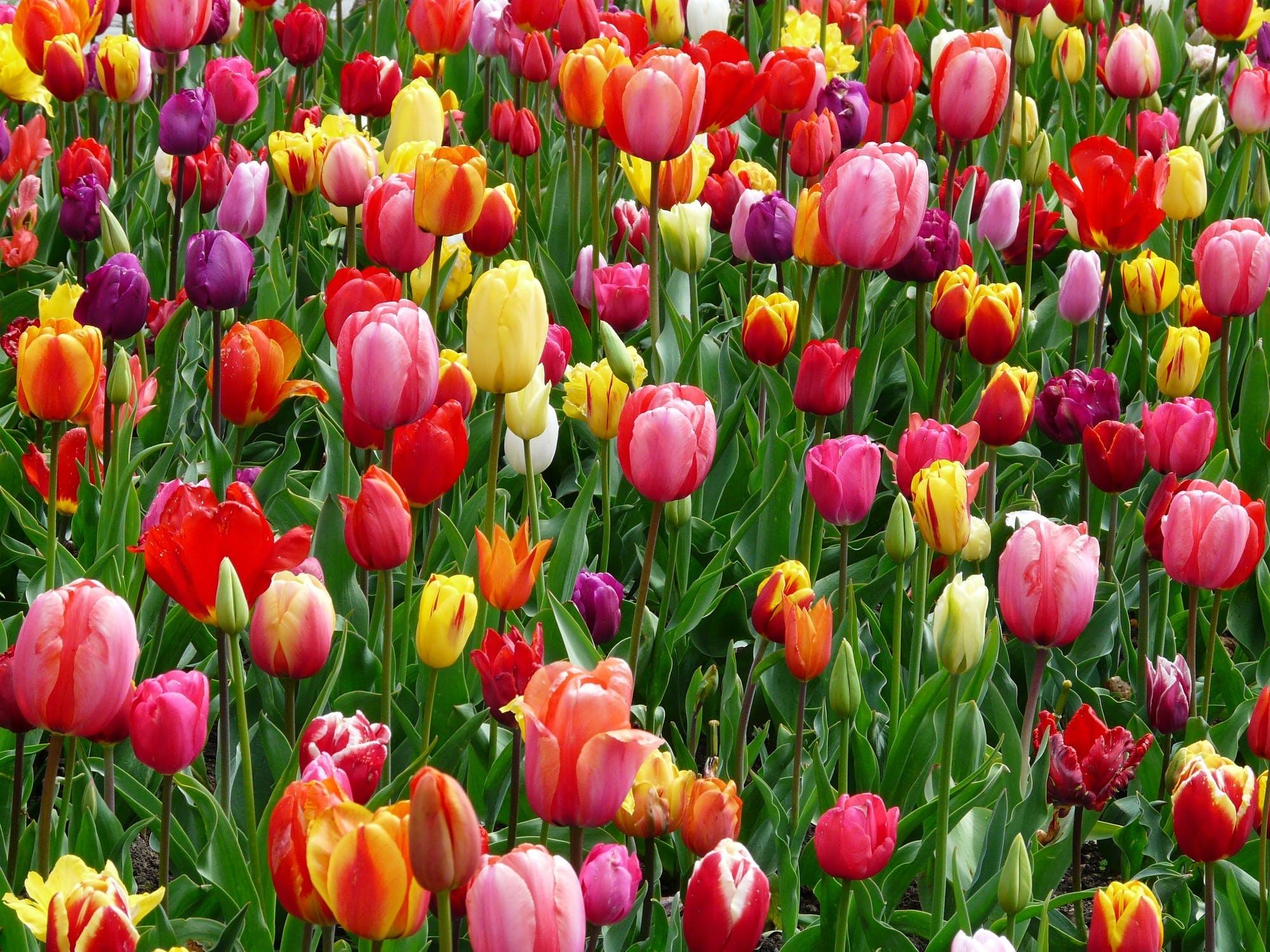 spring
