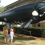 Inflatable Whale