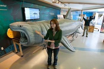 Sisbro Studio's Educational Inflatable Basking Shark