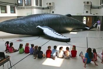Inflatable Humpback Whale at Elementary School