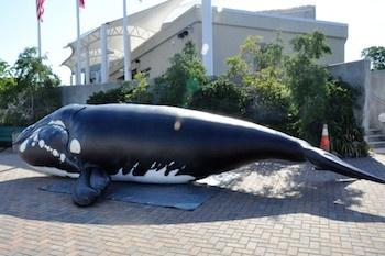 North Carolina Aquarium's Inflatable Whale at World Oceans Day Event