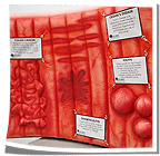Inflatable Mini Colon
