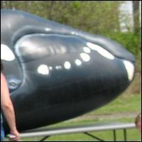 Inflatable Whale at DASEF Outreach Event